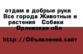 отдам в добрые руки - Все города Животные и растения » Собаки   . Орловская обл.